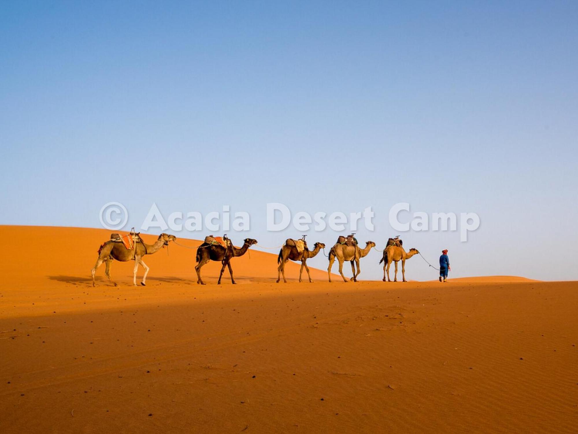 Acacia Desert Camp Hotel Merzouga Ngoại thất bức ảnh